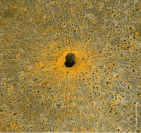 Guerlain Aqua Allegoria Mandarine Basilikum - Eau de Toilette