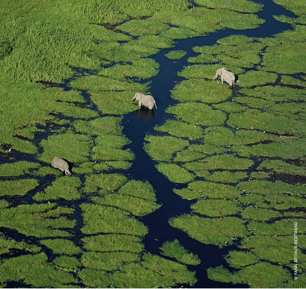 Guerlain Bergamote Calabria - EDT