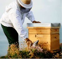 Guerlain Ape Reale - Siero riparatore quotidiano