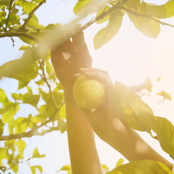 Maison Margiela Under The Lemon Trees - Eau de Toilette