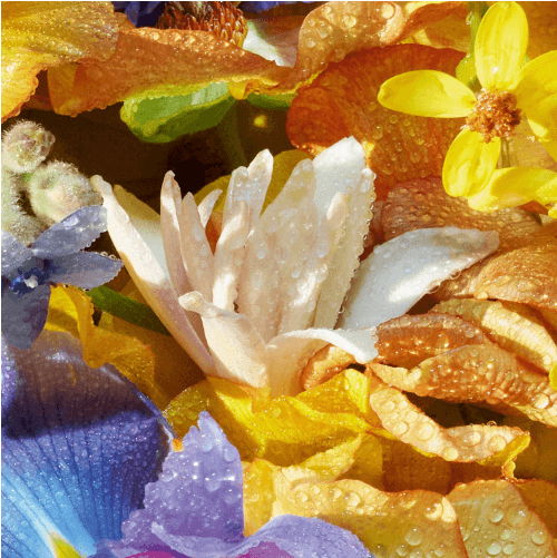 Guerlain Florabloom - EDT