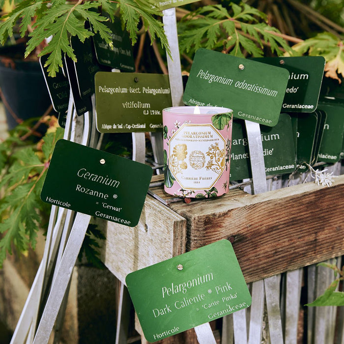 Carrière Frères - Bougie Géranium