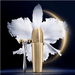 Guerlain Orchidée Impériale - Le Sérum De Nuit-Parfumerie Olara-2
