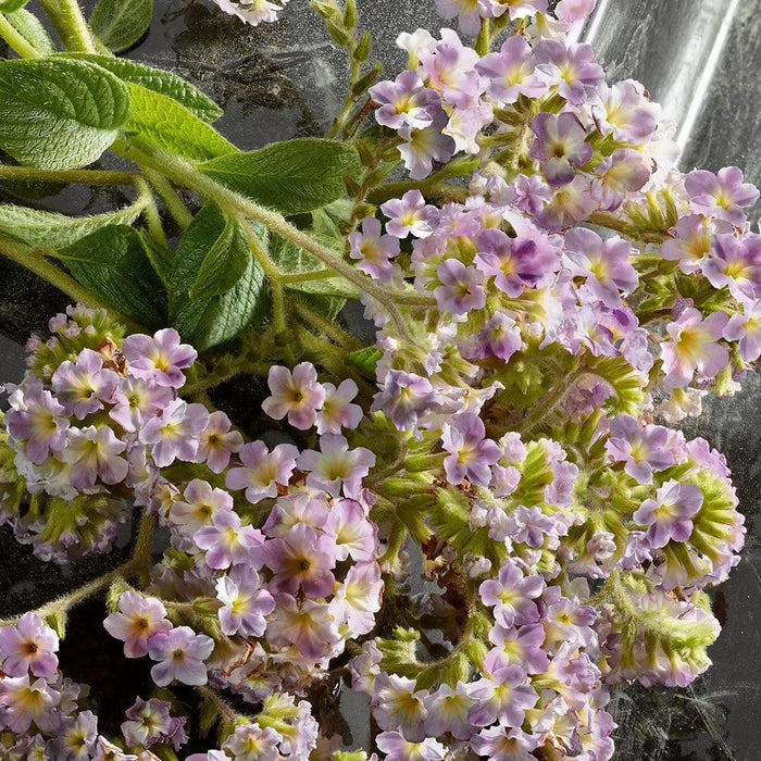 Dolce Gabbana Reina - EDPI