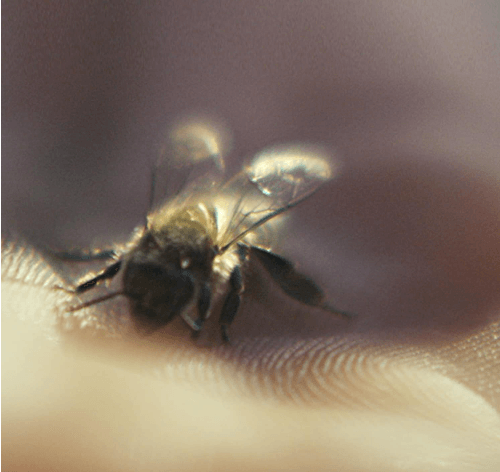Guerlain Royal Bee - Aceite limpiador