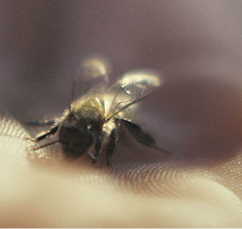 Guerlain Abeille Royale Maschera Cataplasma al Miele